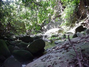 Forest on Tioman Island, Malaysia