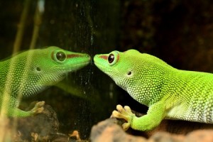 A chameleon stares at its own reflection