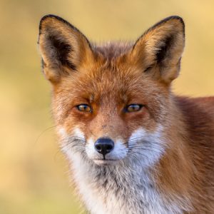 The European red fox (Vulpes vulpes)