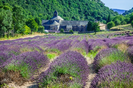 Lavender in front of the Abbaye de Sénanque in Provence