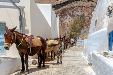 A queue of donkeys on a Greek street