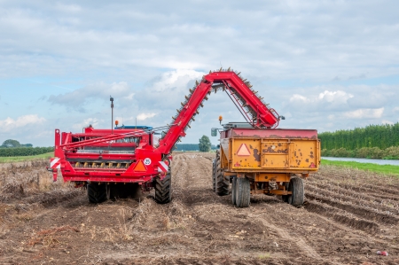 A mechanised potato harvester at work