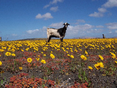 A goat in a field of yellow flowers