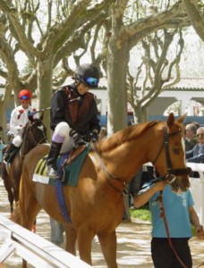 Racehorses being led round a paddock