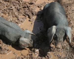 Black pigs wallowing in mud