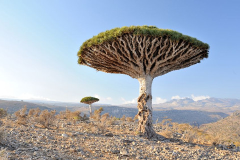 Dragon trees (Dracaena cinnabaris) on the Yemeni island of Socotra